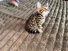 Beautiful Bengal Kittens Ready Now ! - Photo 10