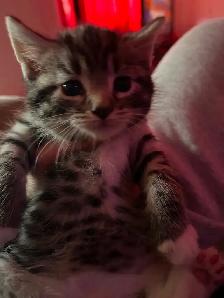 Kittens ready in 3 weeks!