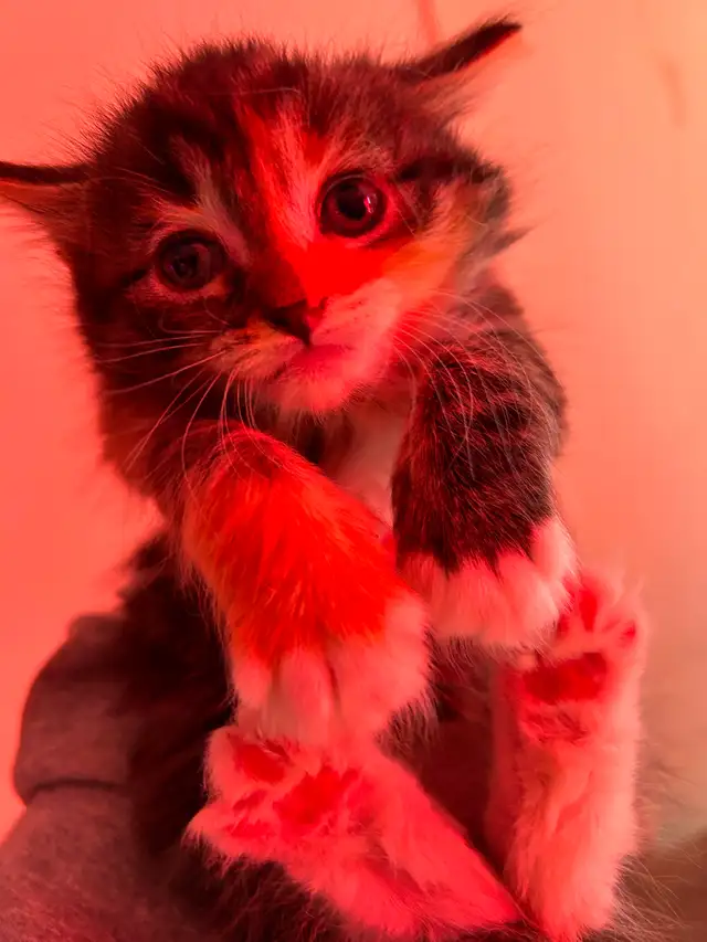 Kittens ready in 3 weeks! - Photo 2