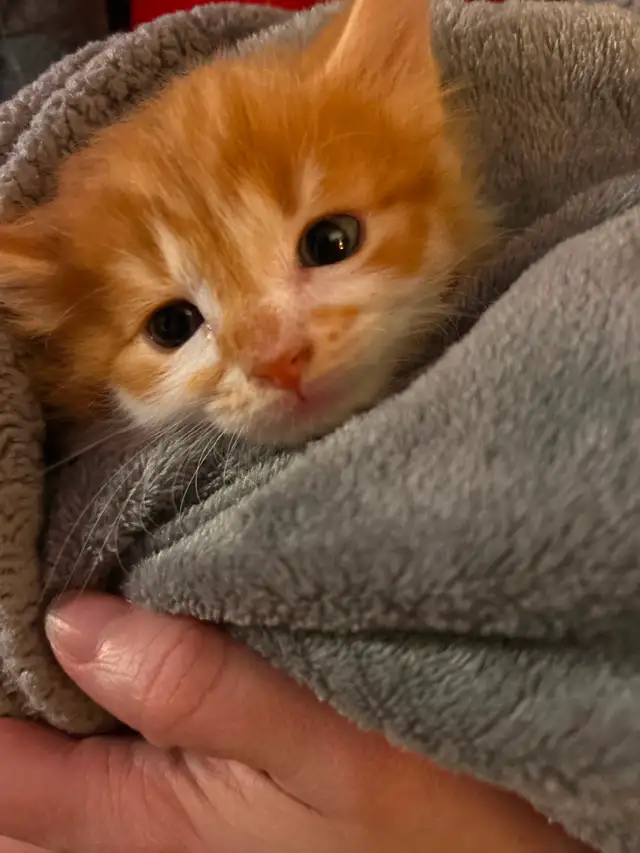 Kittens ready in 3 weeks! - Photo 3