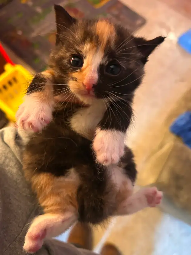 Kittens ready in 3 weeks! - Photo 4