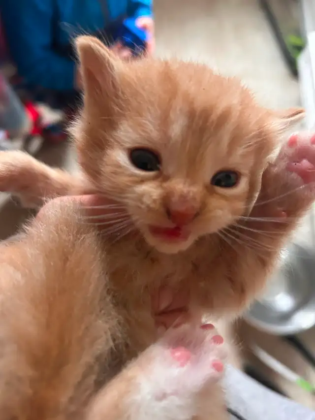 Kittens ready in 3 weeks! - Photo 5