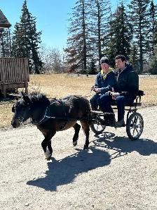 Mini, Cart and Harness Package - Photo 7