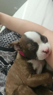 Boston terrier (Lola)