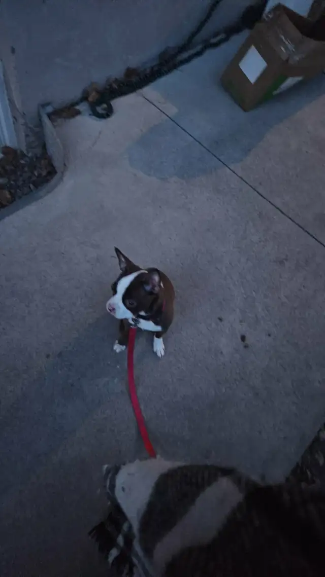 Boston terrier (Lola) - Photo 2