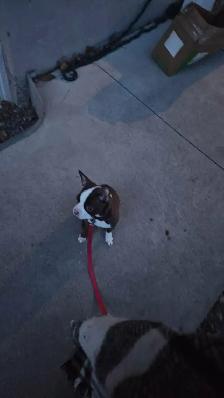 Boston terrier (Lola) - Photo 2