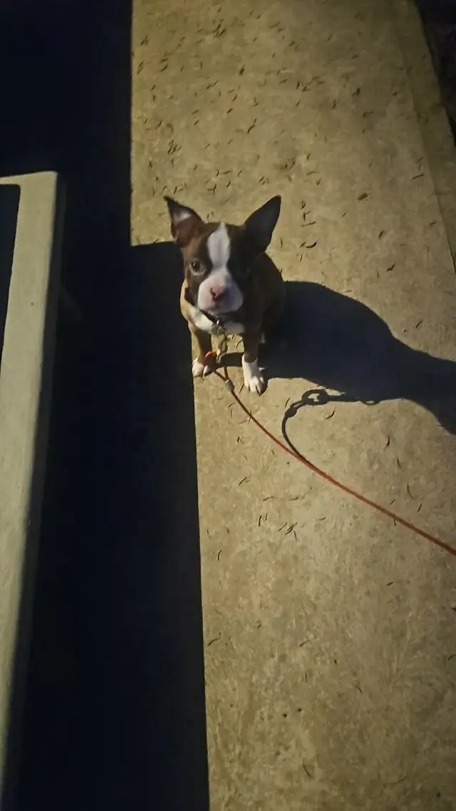 Boston terrier (Lola) - Photo 3