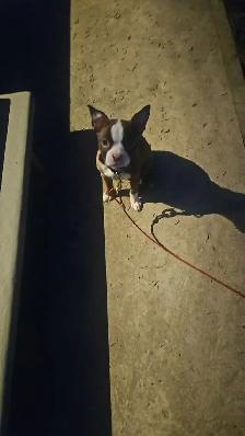 Boston terrier (Lola) - Photo 3