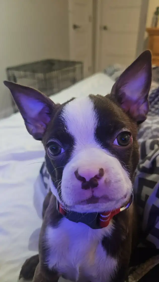 Boston terrier (Lola) - Photo 4