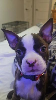 Boston terrier (Lola) - Photo 4