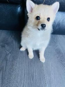 Boy BrunoToy pomsky puppies