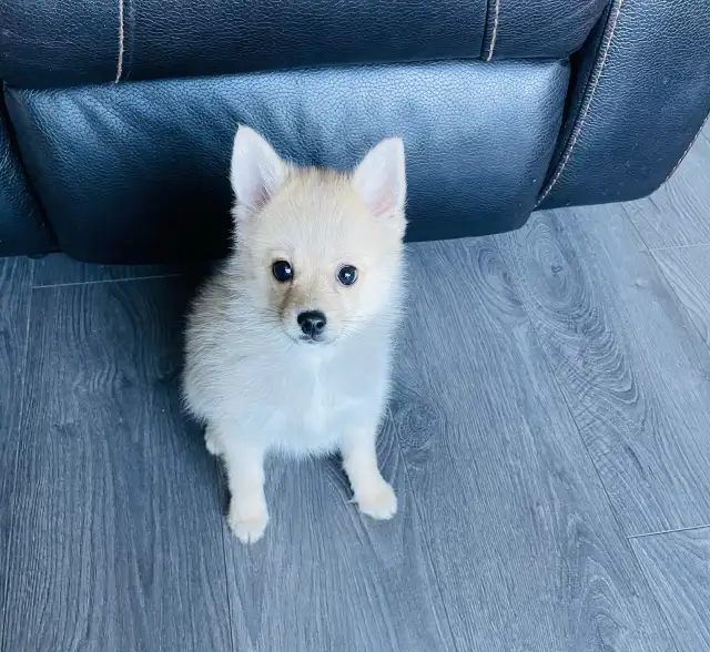 Boy BrunoToy pomsky puppies - Photo 2