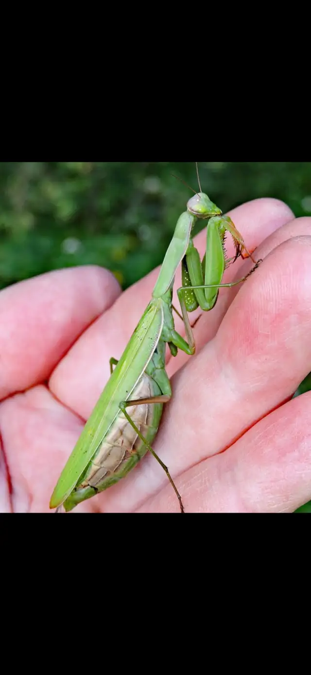 praying mantis pods