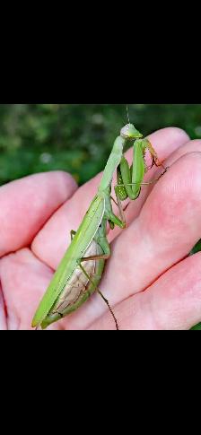 praying mantis pods