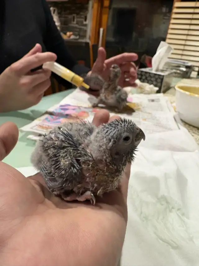 ❤️ Baby Conures Handfed Babies Friendly and tamed ❤️ - Photo 2