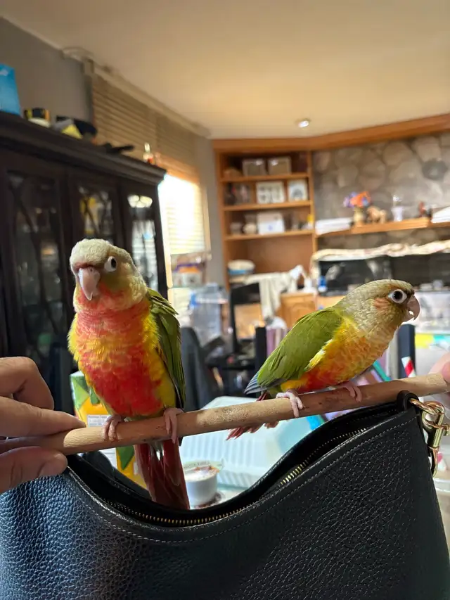 ❤️ Baby Conures Handfed Babies Friendly and tamed ❤️ - Photo 3