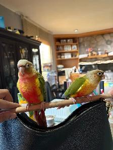 ❤️ Baby Conures Handfed Babies Friendly and tamed ❤️ - Photo 3