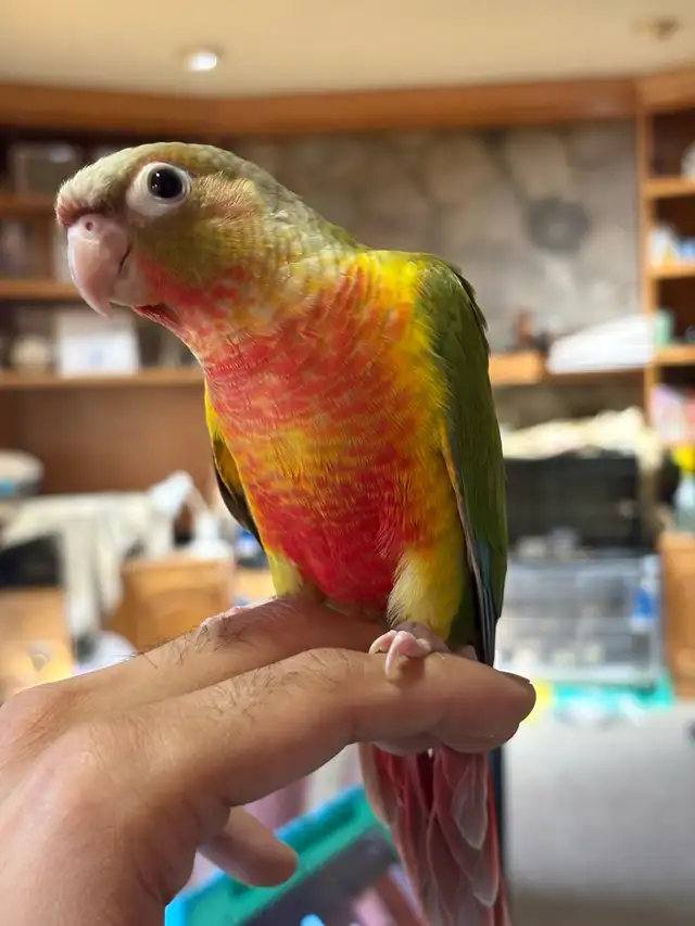 ❤️ Baby Conures Handfed Babies Friendly and tamed ❤️ - Photo 4