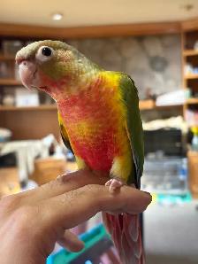 ❤️ Baby Conures Handfed Babies Friendly and tamed ❤️ - Photo 4