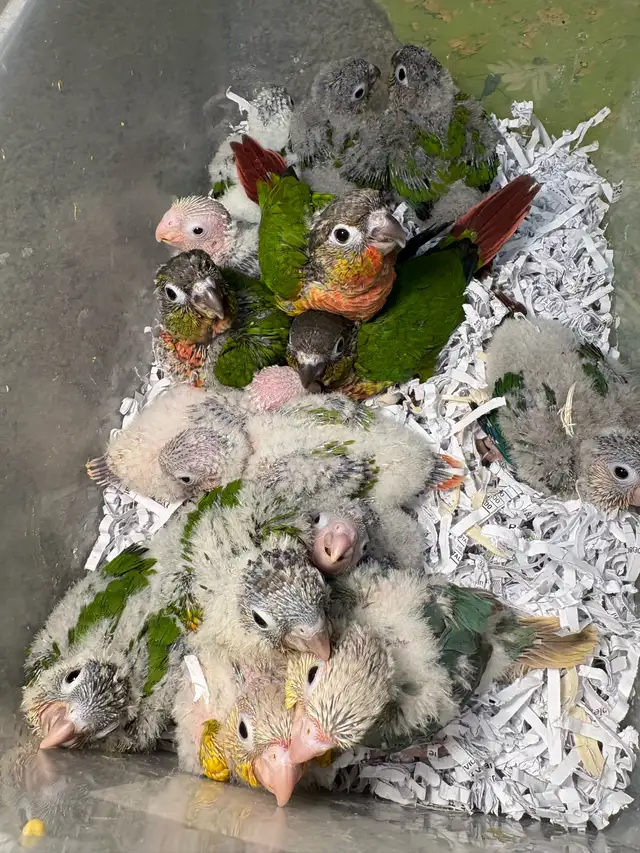 ❤️ Baby Conures Handfed Babies Friendly and tamed ❤️ - Photo 5
