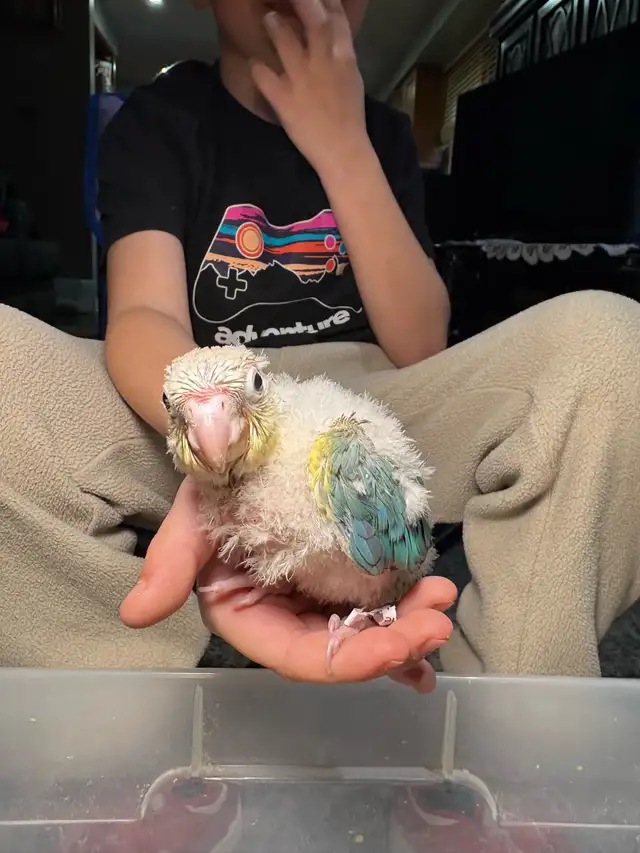 ❤️ Baby Conures Handfed Babies Friendly and tamed ❤️ - Photo 6