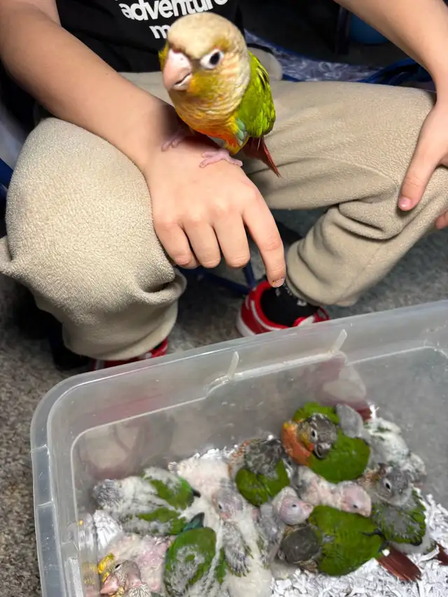 ❤️ Baby Conures Handfed Babies Friendly and tamed ❤️ - Photo 8