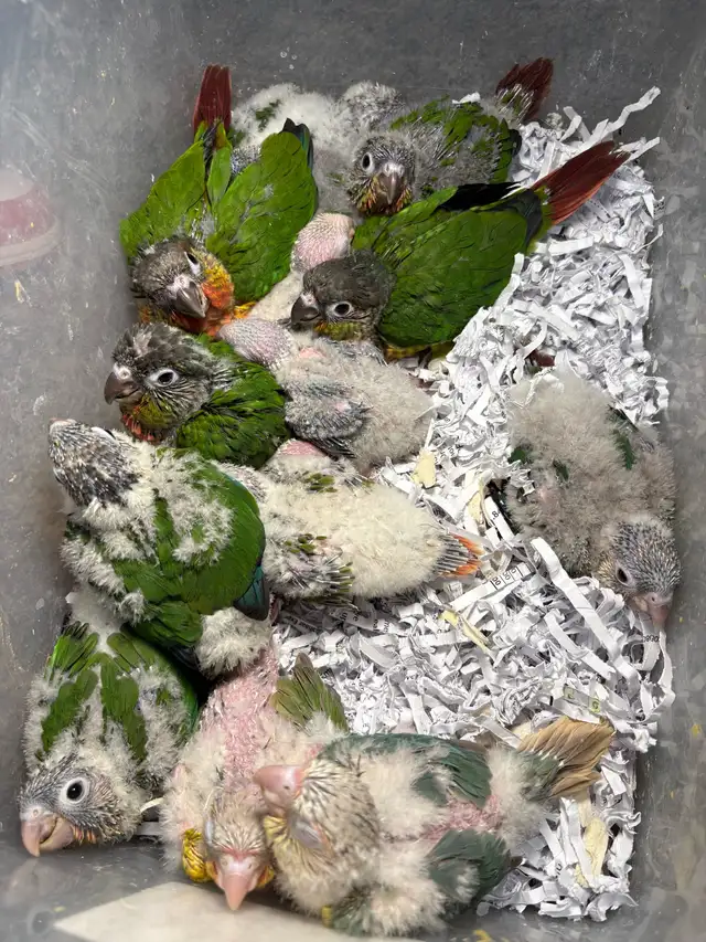 ❤️ Baby Conures Handfed Babies Friendly and tamed ❤️ - Photo 9