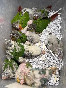 ❤️ Baby Conures Handfed Babies Friendly and tamed ❤️ - Photo 9