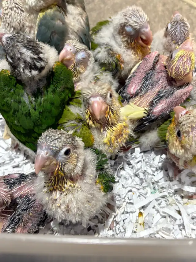 ❤️ Baby Conures Handfed Babies Friendly and tamed ❤️ - Photo 10