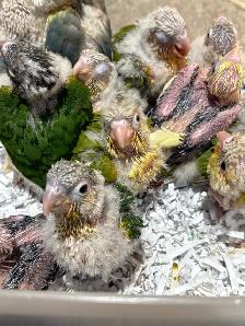 ❤️ Baby Conures Handfed Babies Friendly and tamed ❤️ - Photo 10