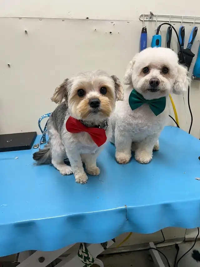 DOG GROOMING (Large & small)