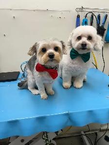DOG GROOMING (Large & small)