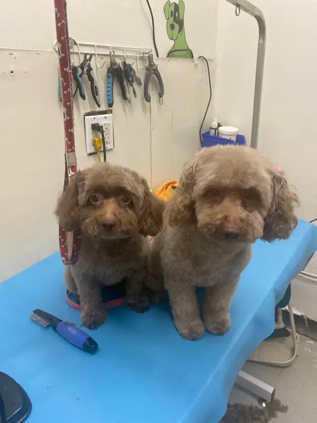 DOG GROOMING (Large & small) - Photo 2
