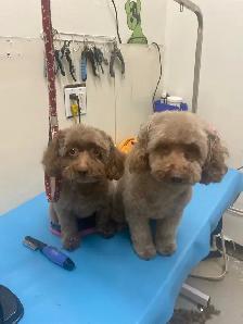 DOG GROOMING (Large & small) - Photo 2