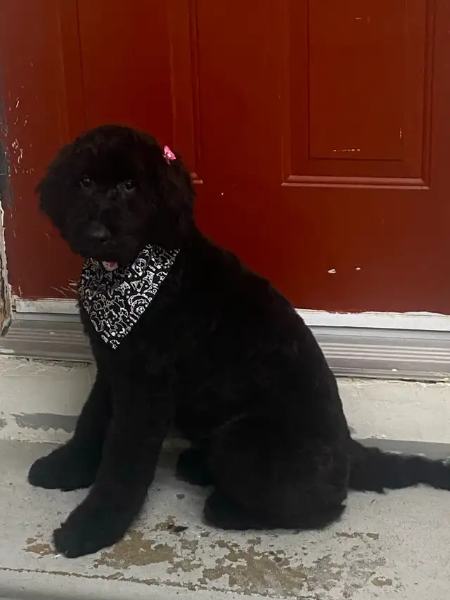 DOG GROOMING (Large & small) - Photo 3