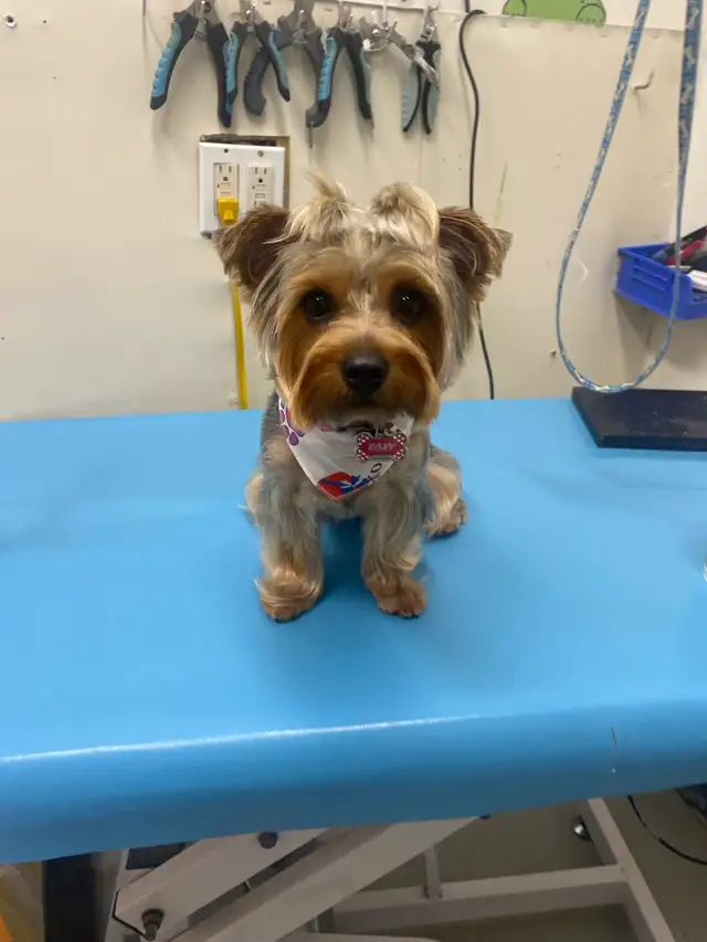 DOG GROOMING (Large & small) - Photo 4
