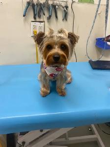 DOG GROOMING (Large & small) - Photo 4