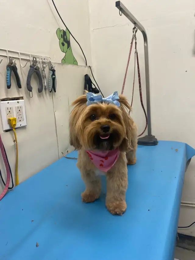 DOG GROOMING (Large & small) - Photo 5