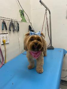 DOG GROOMING (Large & small) - Photo 5