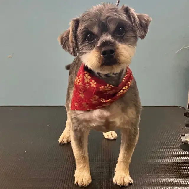 DOG GROOMING (Large & small) - Photo 6