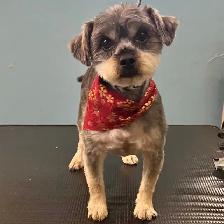 DOG GROOMING (Large & small) - Photo 6