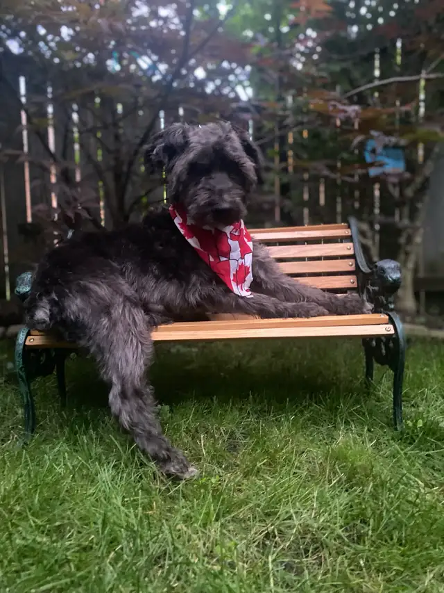 DOG GROOMING (Large & small) - Photo 7