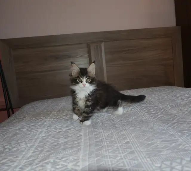 MAINE COON KITTENS, POLYDACTYL, PUREBRED - Photo 2