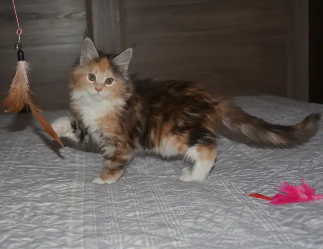 MAINE COON KITTENS, POLYDACTYL, PUREBRED - Photo 4