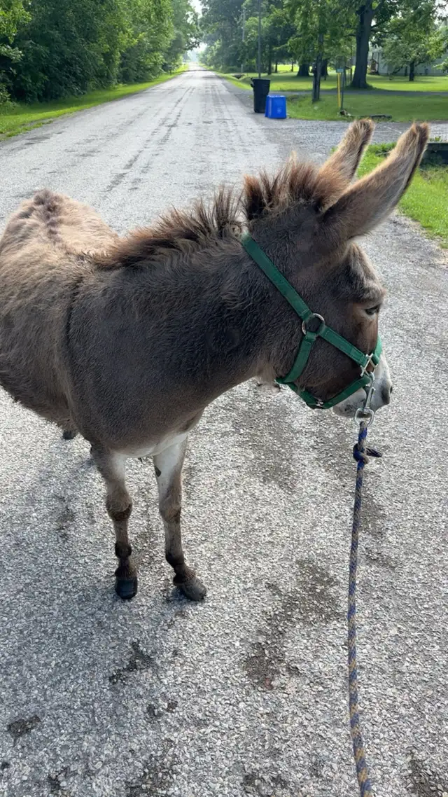 Miniture donkeys