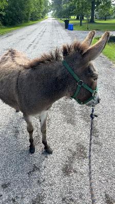 Miniture donkeys