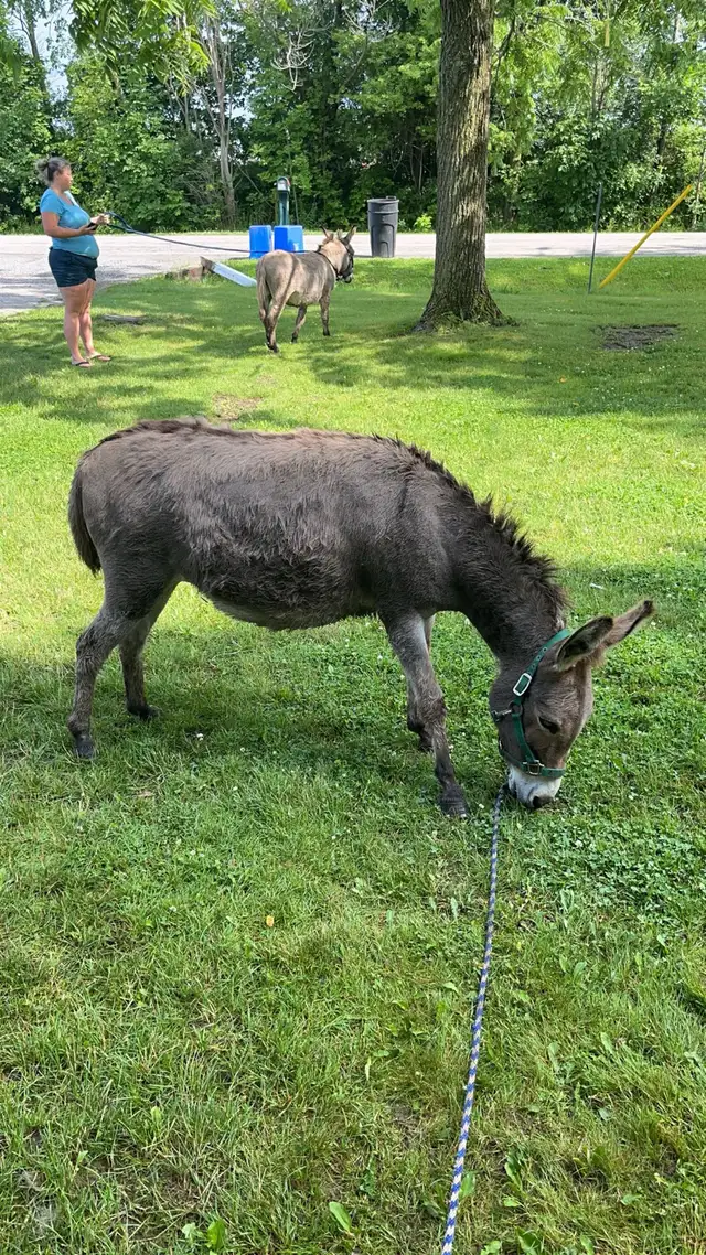 Miniture donkeys - Photo 2