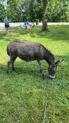 Miniture donkeys - Photo 2