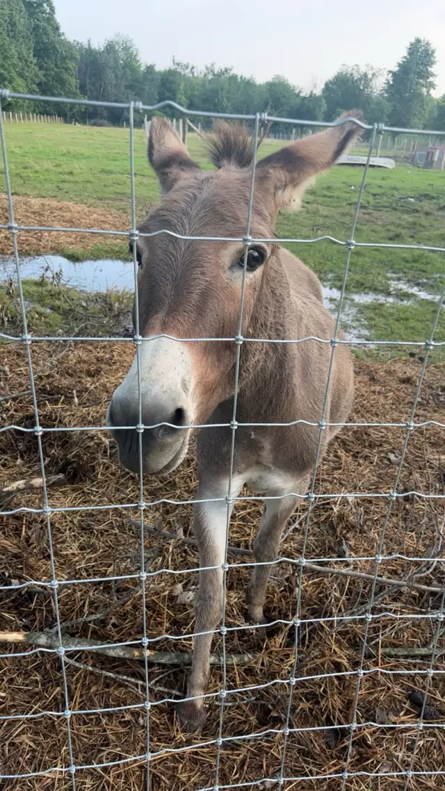Miniture donkeys - Photo 3