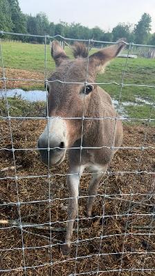 Miniture donkeys - Photo 3